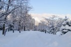 新潟市　大雪